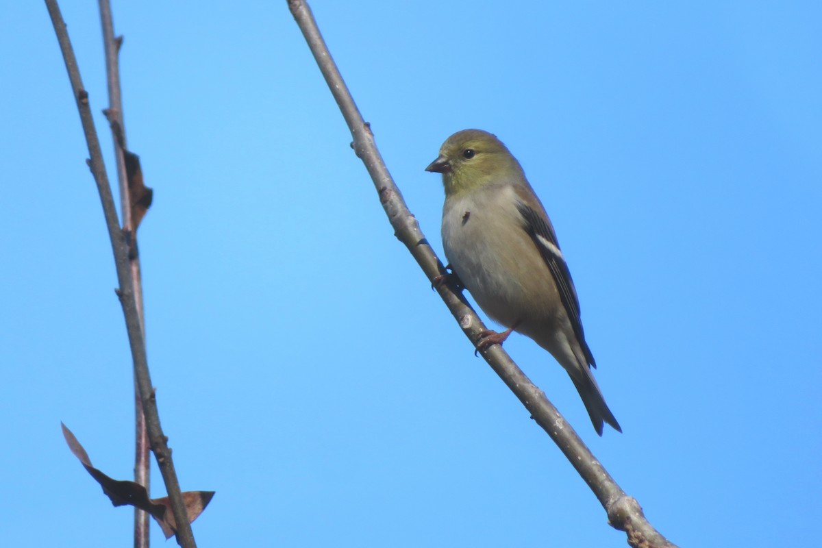 American Goldfinch - Judy  Cagle