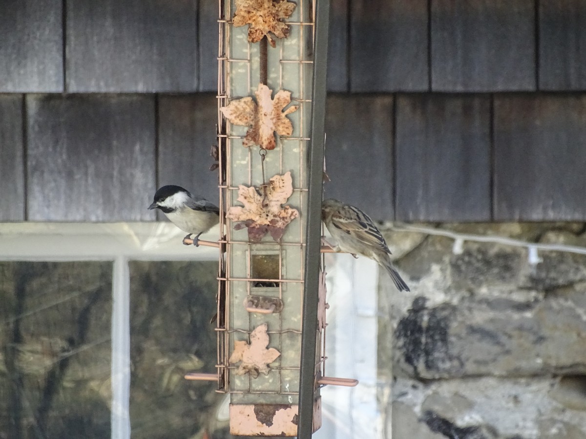 Black-capped Chickadee - ML52266861