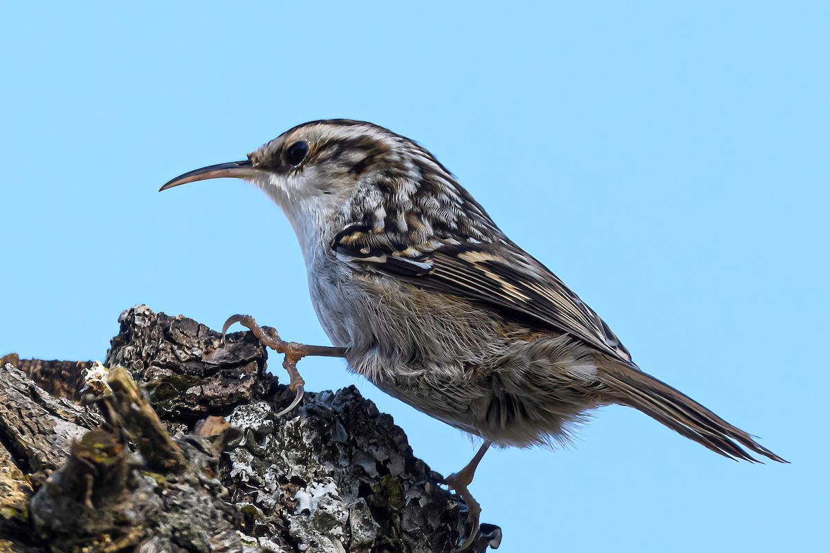 Short-toed Treecreeper - ML522669731