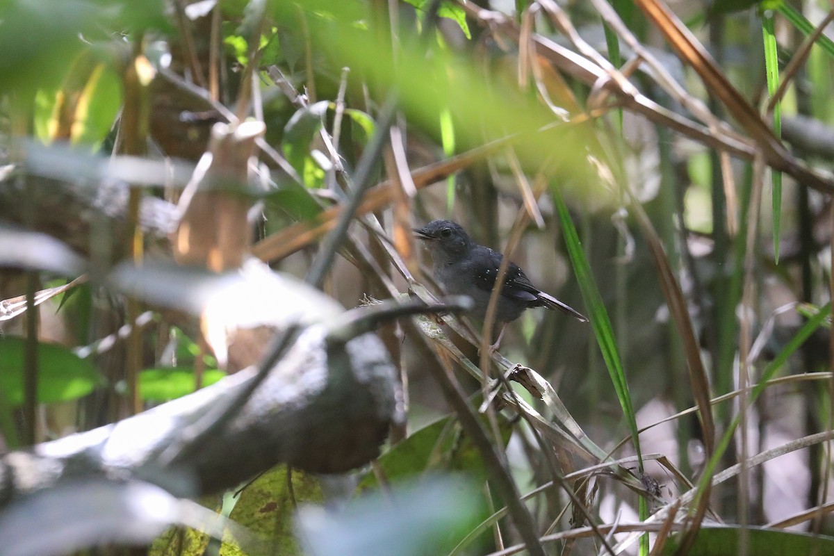 Rufous-faced Antbird - ML522670141