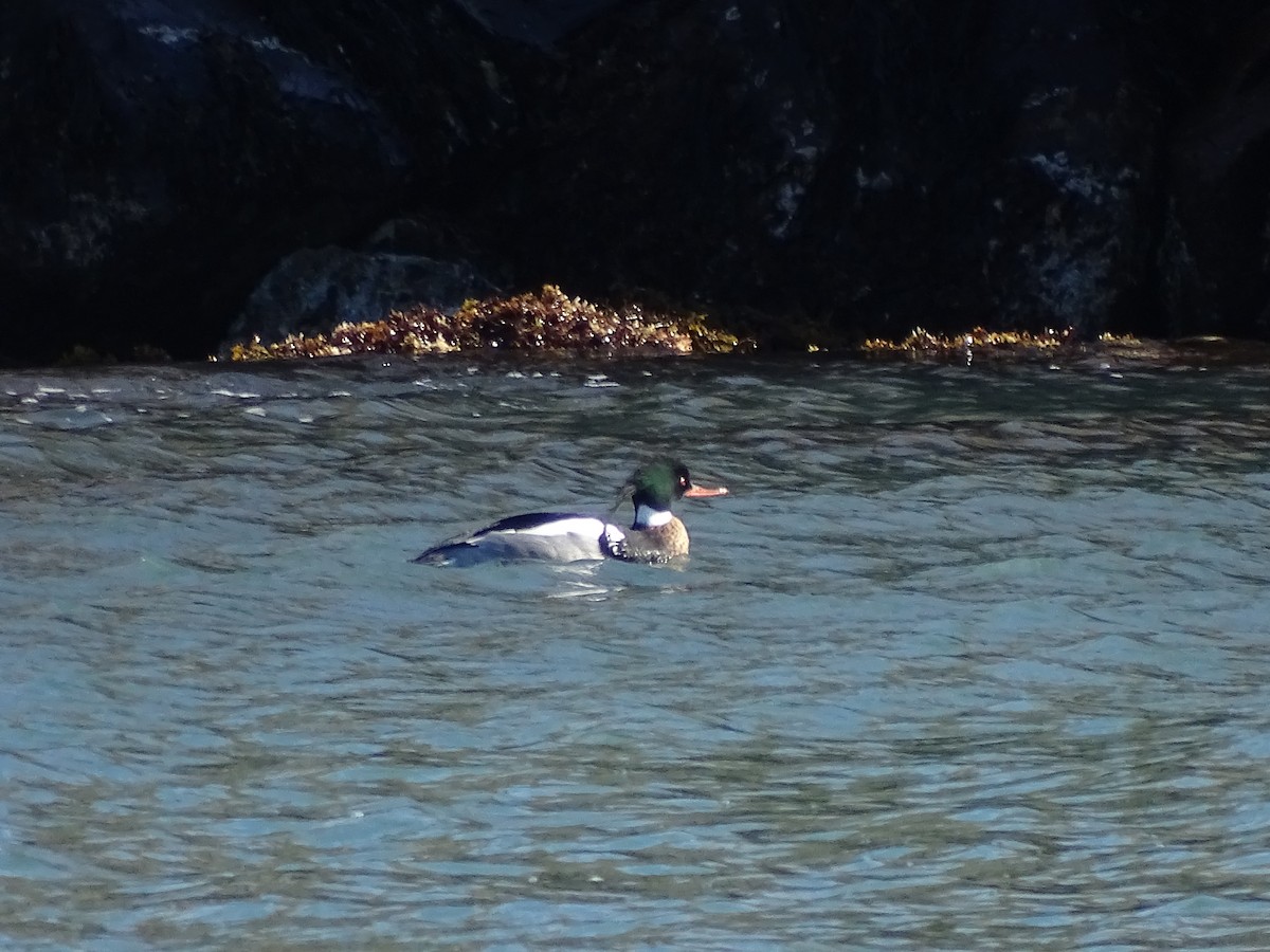 Red-breasted Merganser - ML52267171