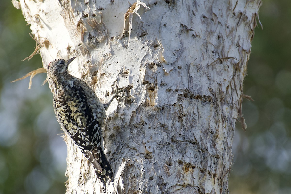 Yellow-bellied Sapsucker - ML522672081