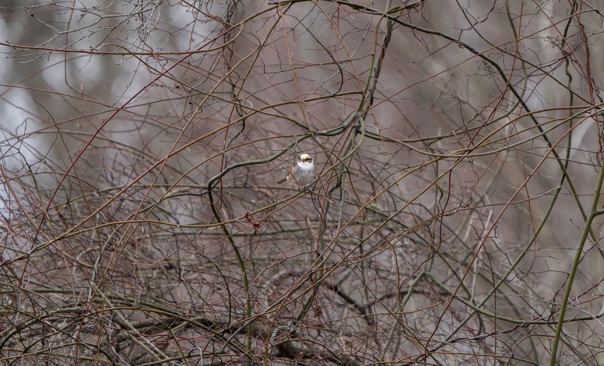 White-throated Sparrow - Jonah Snead