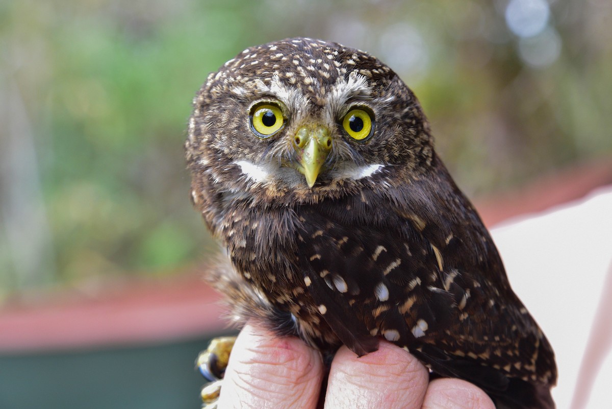 Yungas Pygmy-Owl - MC Miles