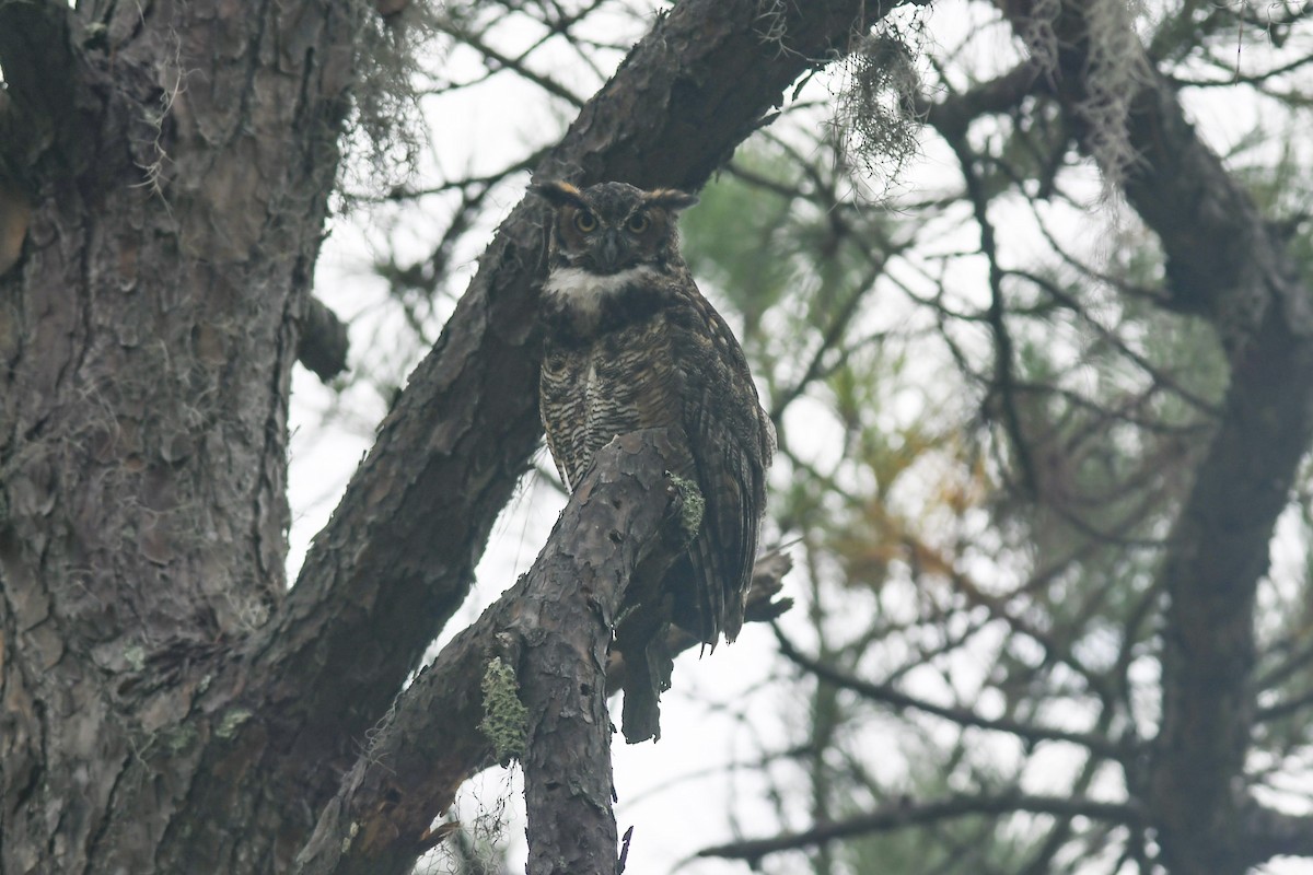 Great Horned Owl - Mike Charest