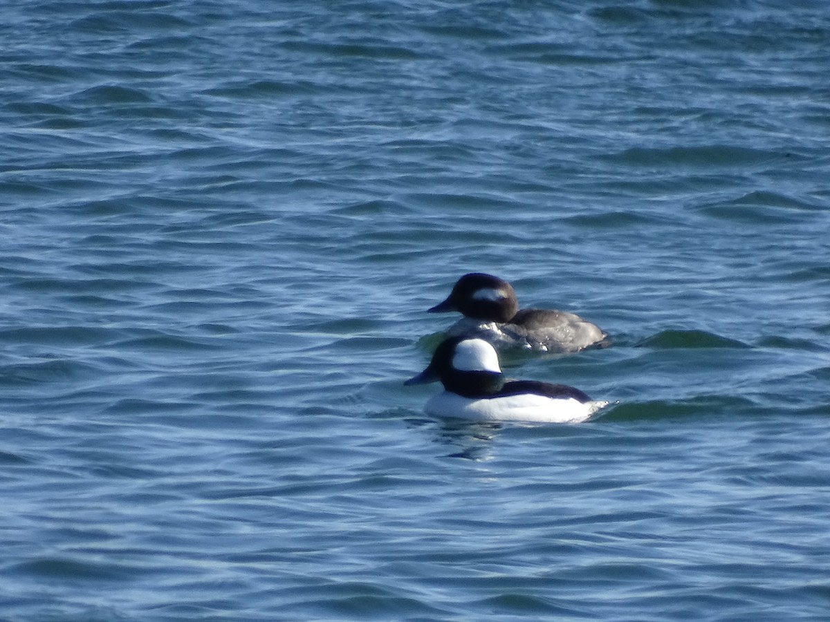 Bufflehead - ML52267301