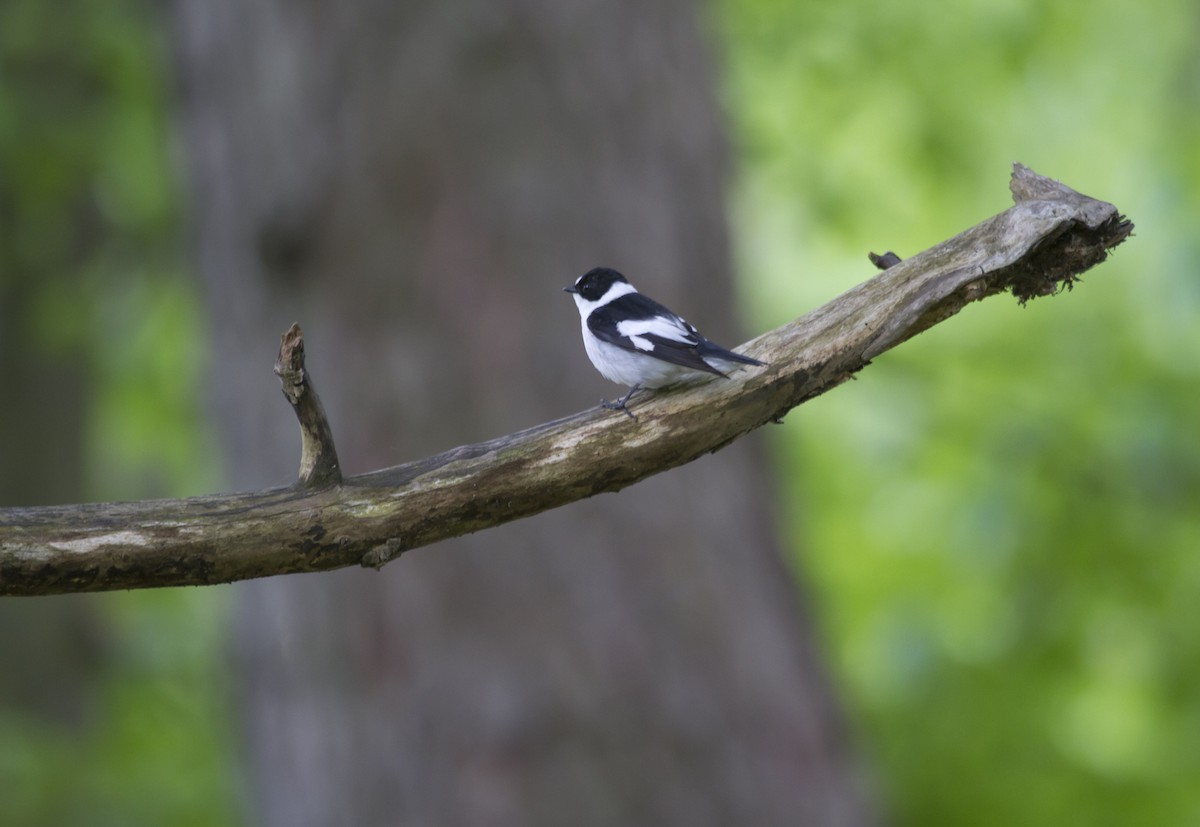 Collared Flycatcher - Tom Bedford