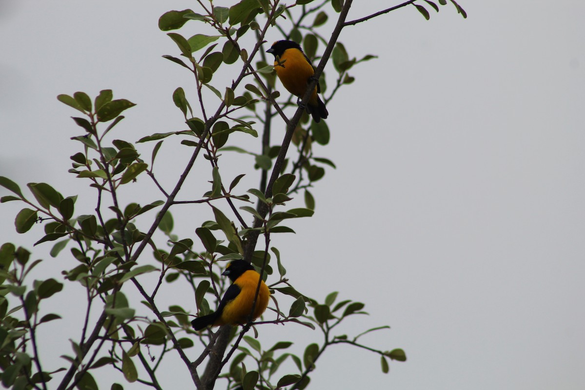 Velvet-fronted Euphonia - Maro Tulio Pacheco Caballero