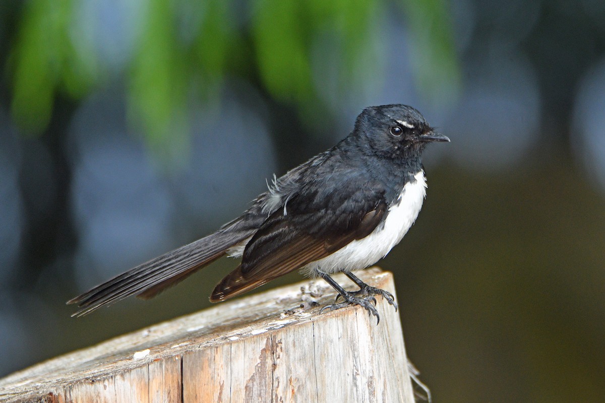 Willie-wagtail - Peter & Shelly Watts