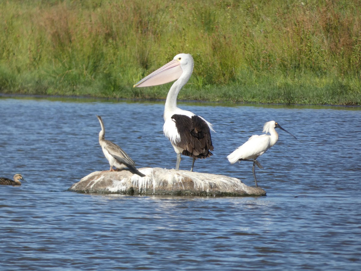 Australian Pelican - ML522674711