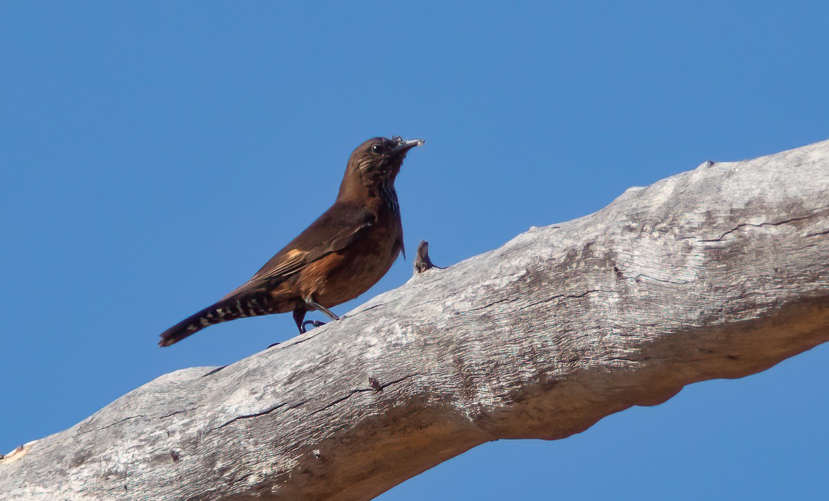 Black-tailed Treecreeper - ML522675731