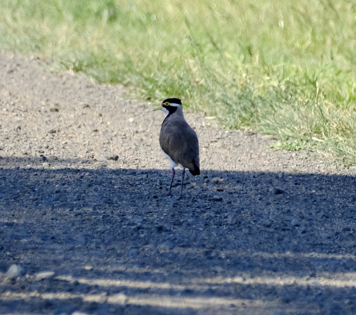 Banded Lapwing - ML522676201