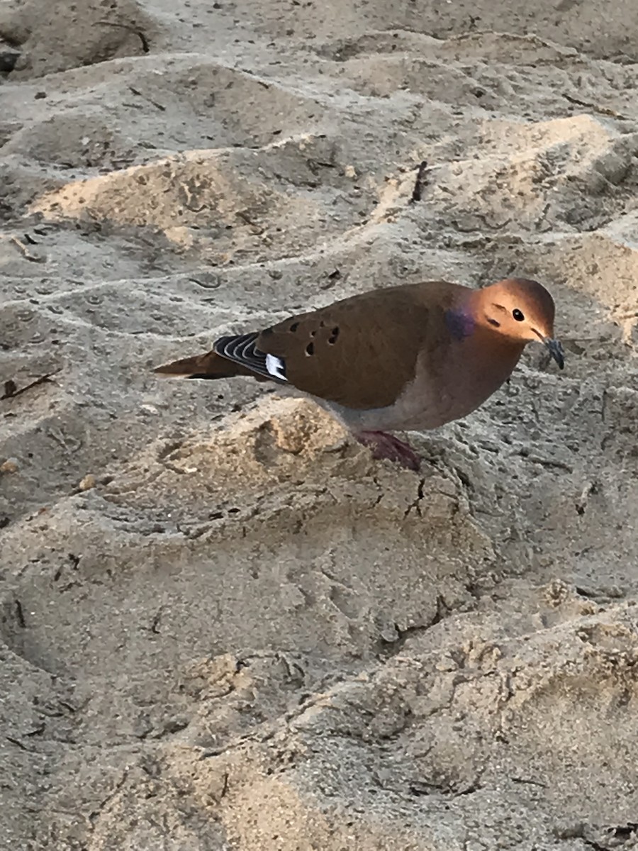 Zenaida Dove - ML522676311