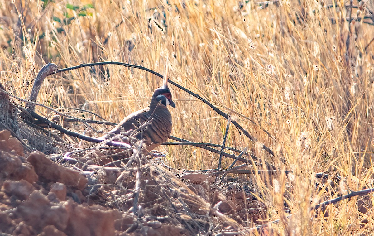 Spinifex Pigeon (Rufous-bellied) - Chris Jones