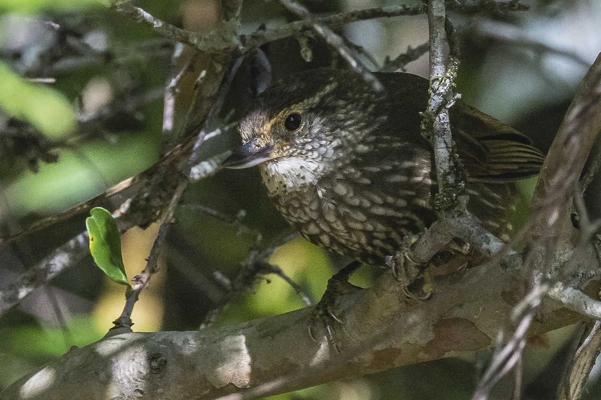 Buff-browed Foliage-gleaner - ML522676351