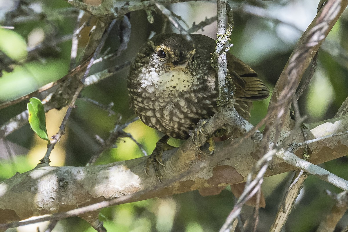 Buff-browed Foliage-gleaner - ML522676371