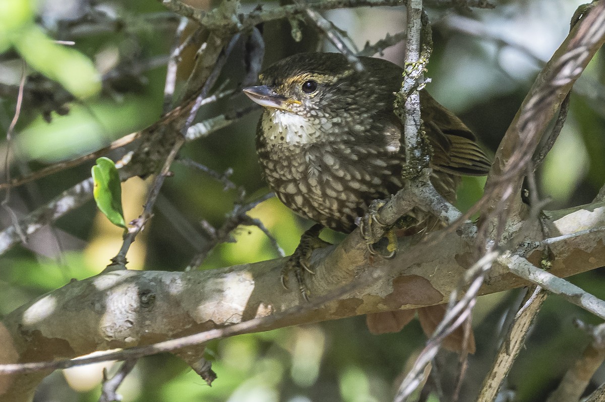 Buff-browed Foliage-gleaner - ML522676381