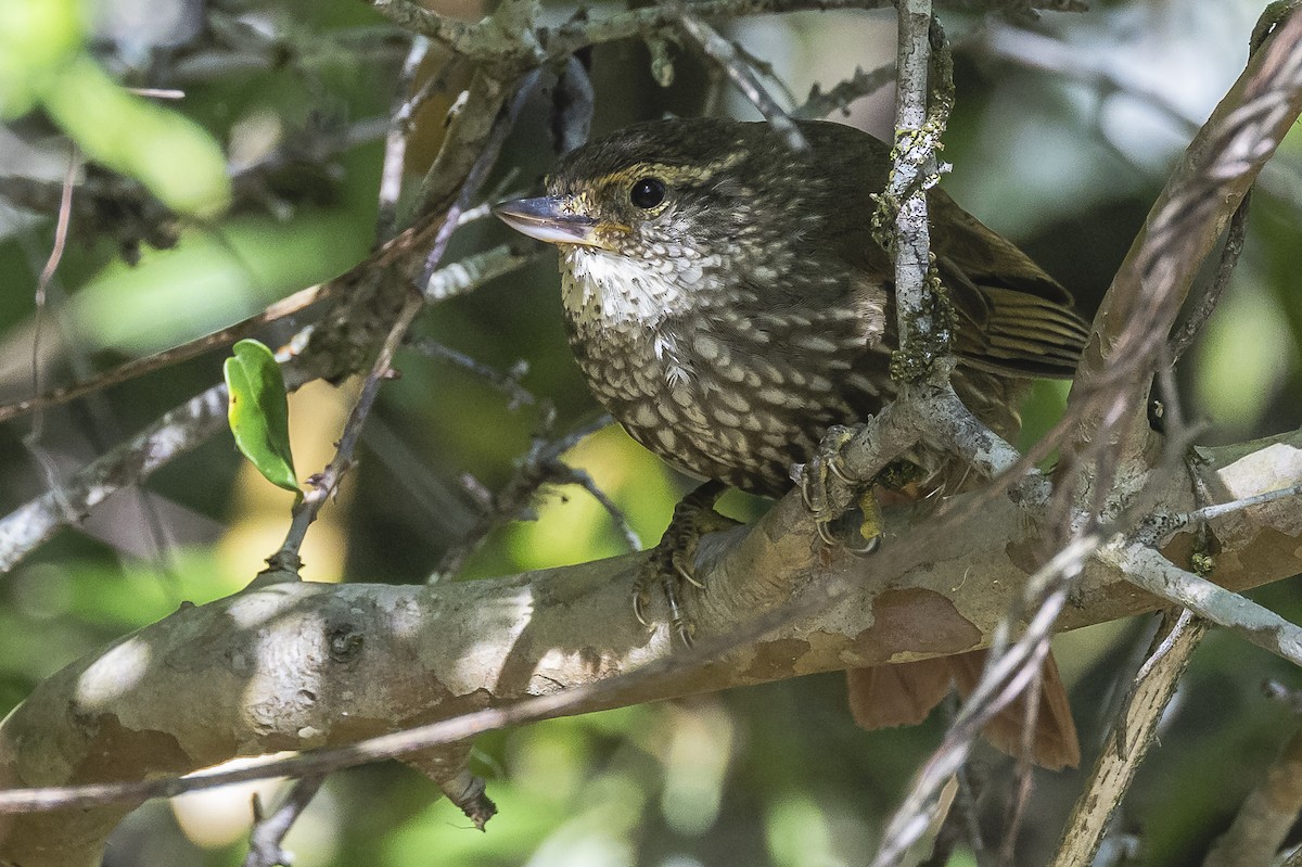 Buff-browed Foliage-gleaner - ML522676391