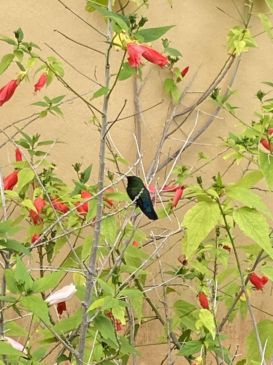 Зеленогрудый колибри - ML522676841