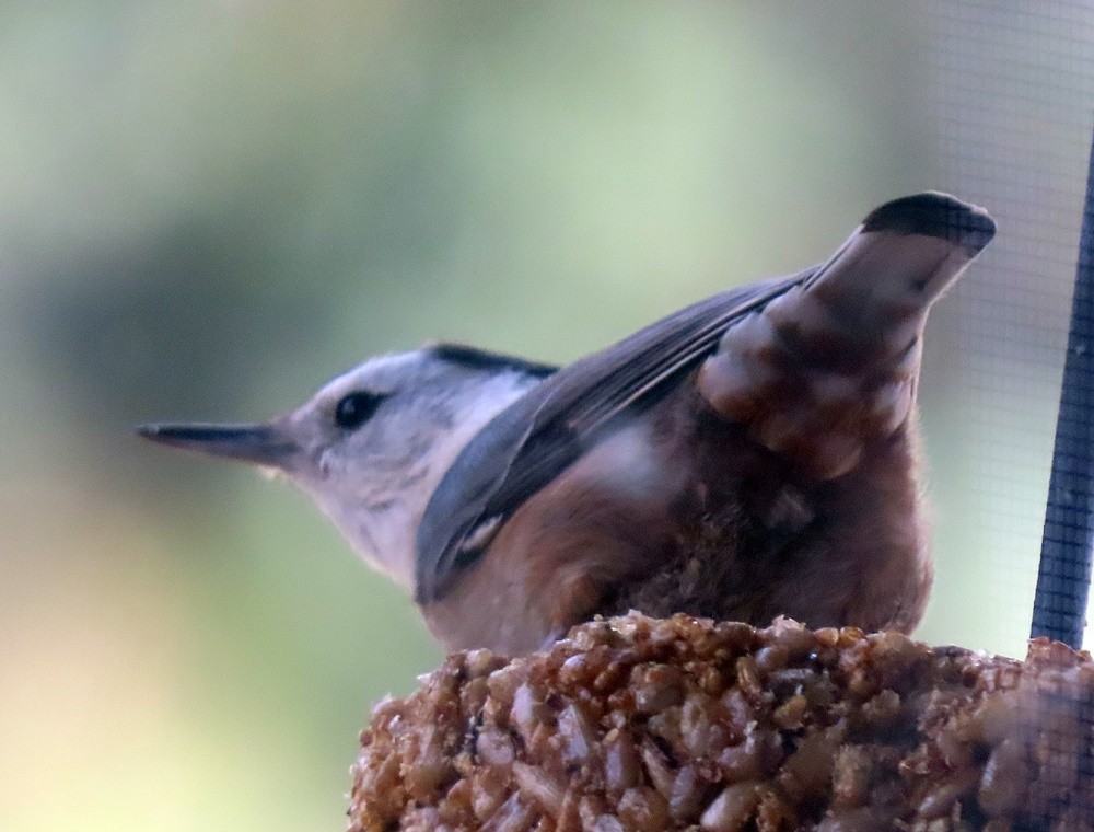 White-breasted Nuthatch - ML522676891