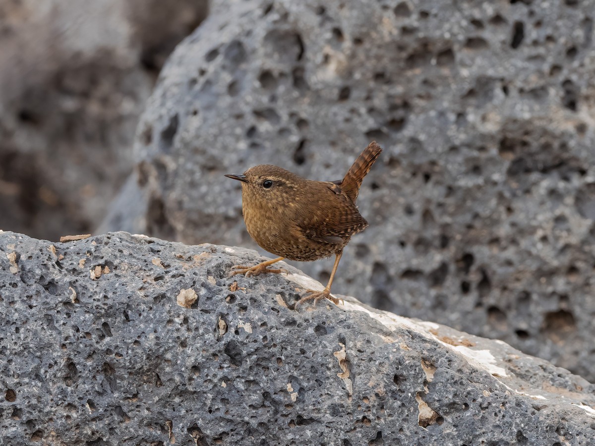 Pacific Wren - ML522676951