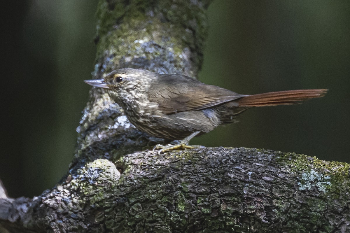 Buff-browed Foliage-gleaner - ML522676991