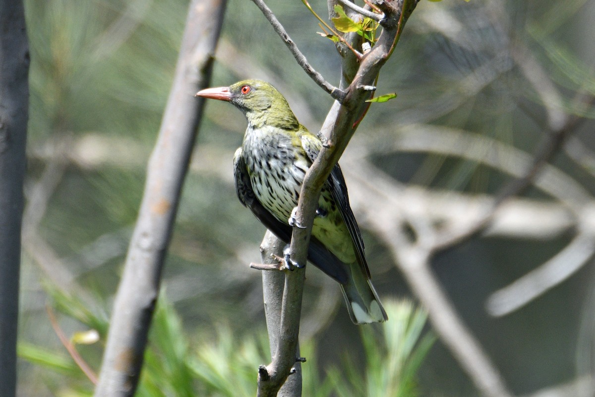 Olive-backed Oriole - Peter & Shelly Watts