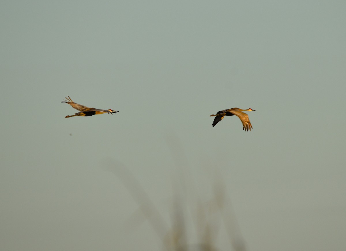 Sandhill Crane - ML522678901