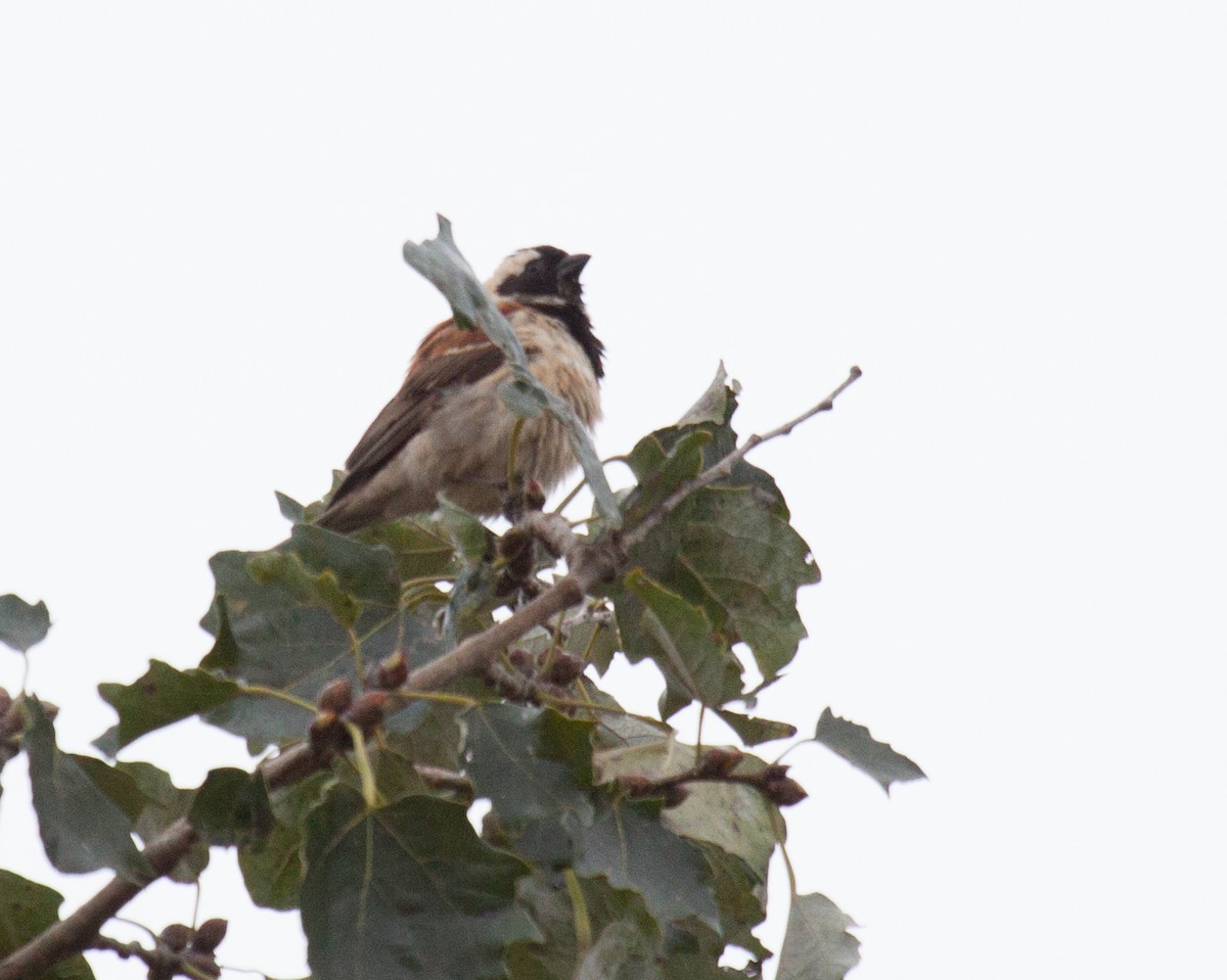 Cape Sparrow - ML52268081