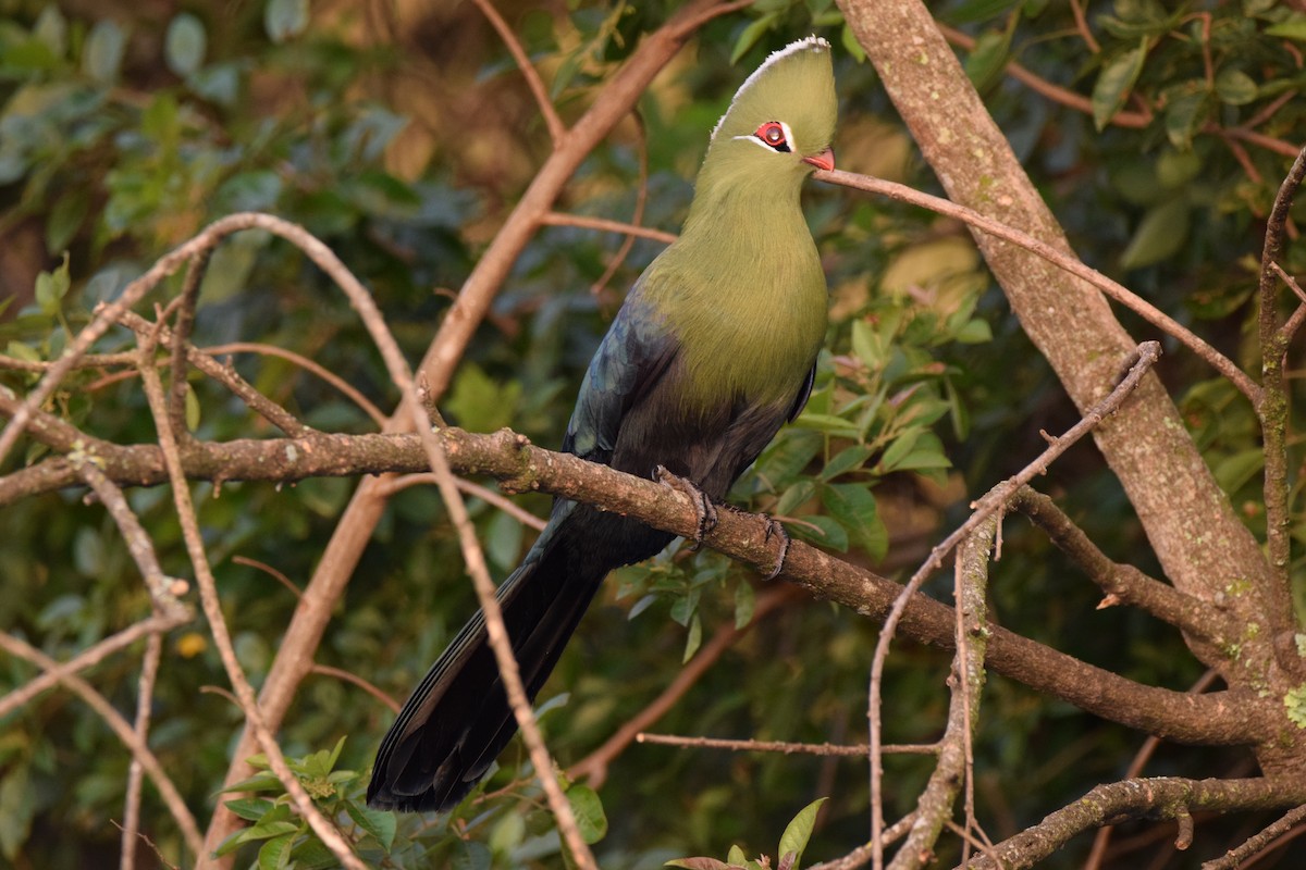 Knysna Turaco (Northern) - ML52268131