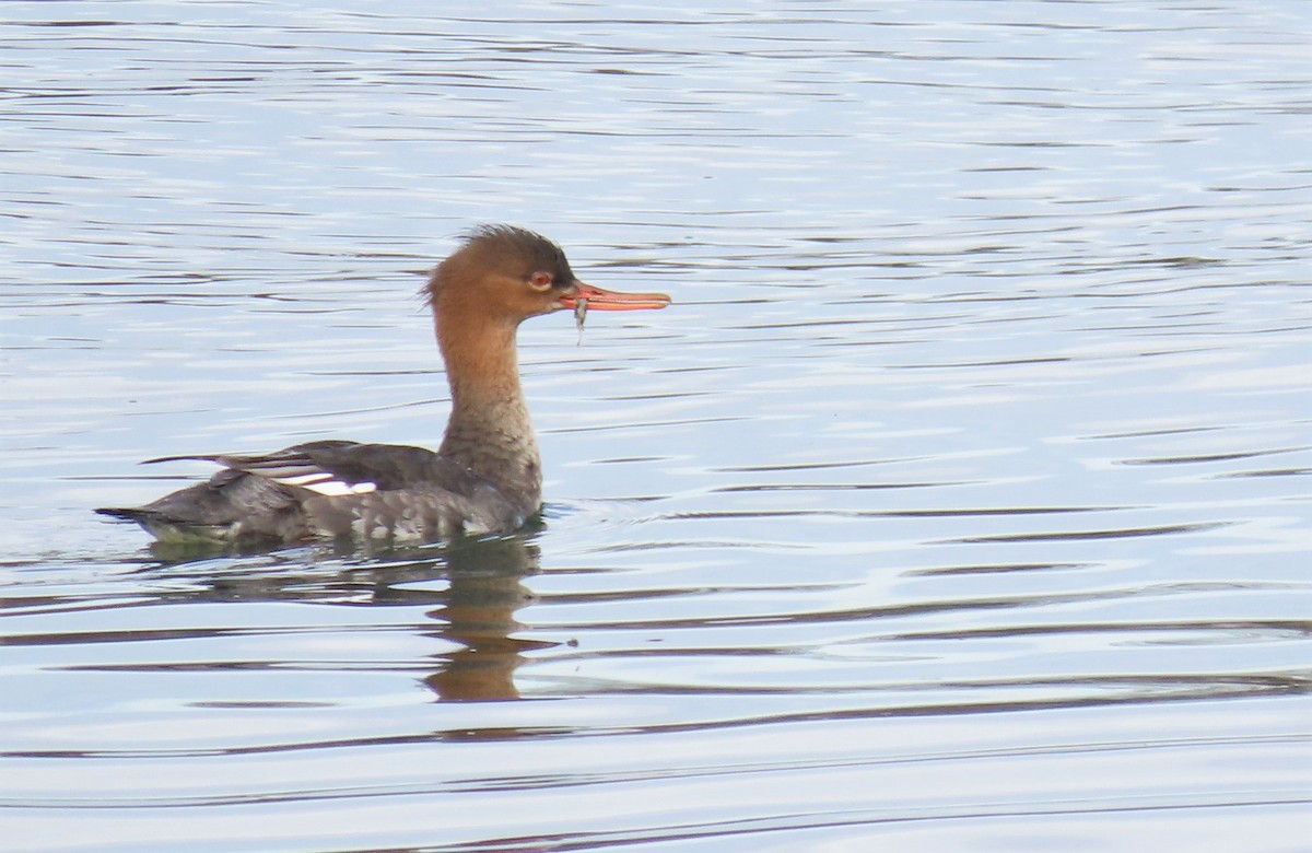 Red-breasted Merganser - ML522681441