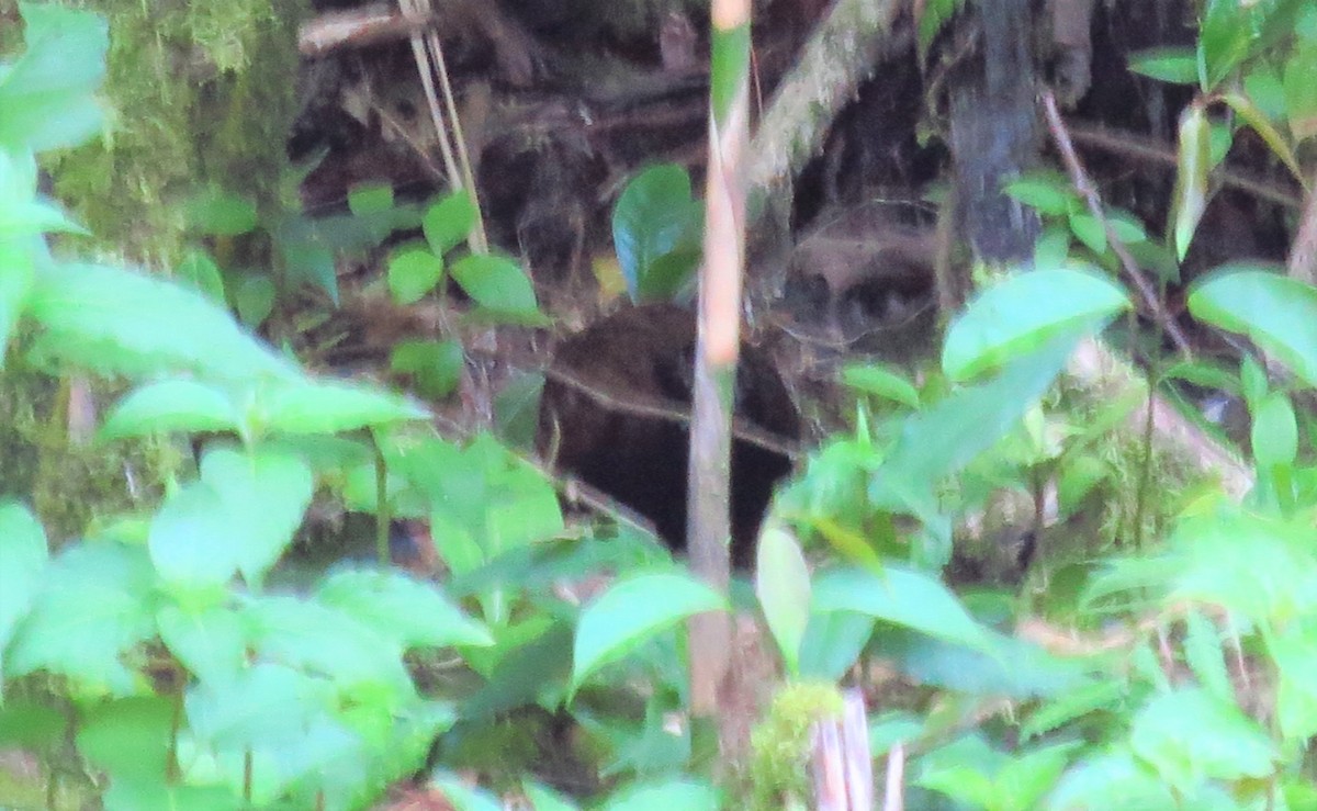 Black-breasted Wood-Quail - ML52268161