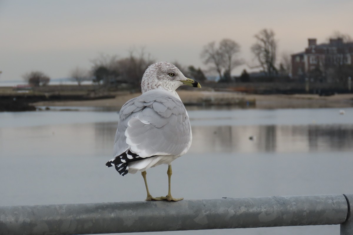 Ring-billed Gull - ML522681711