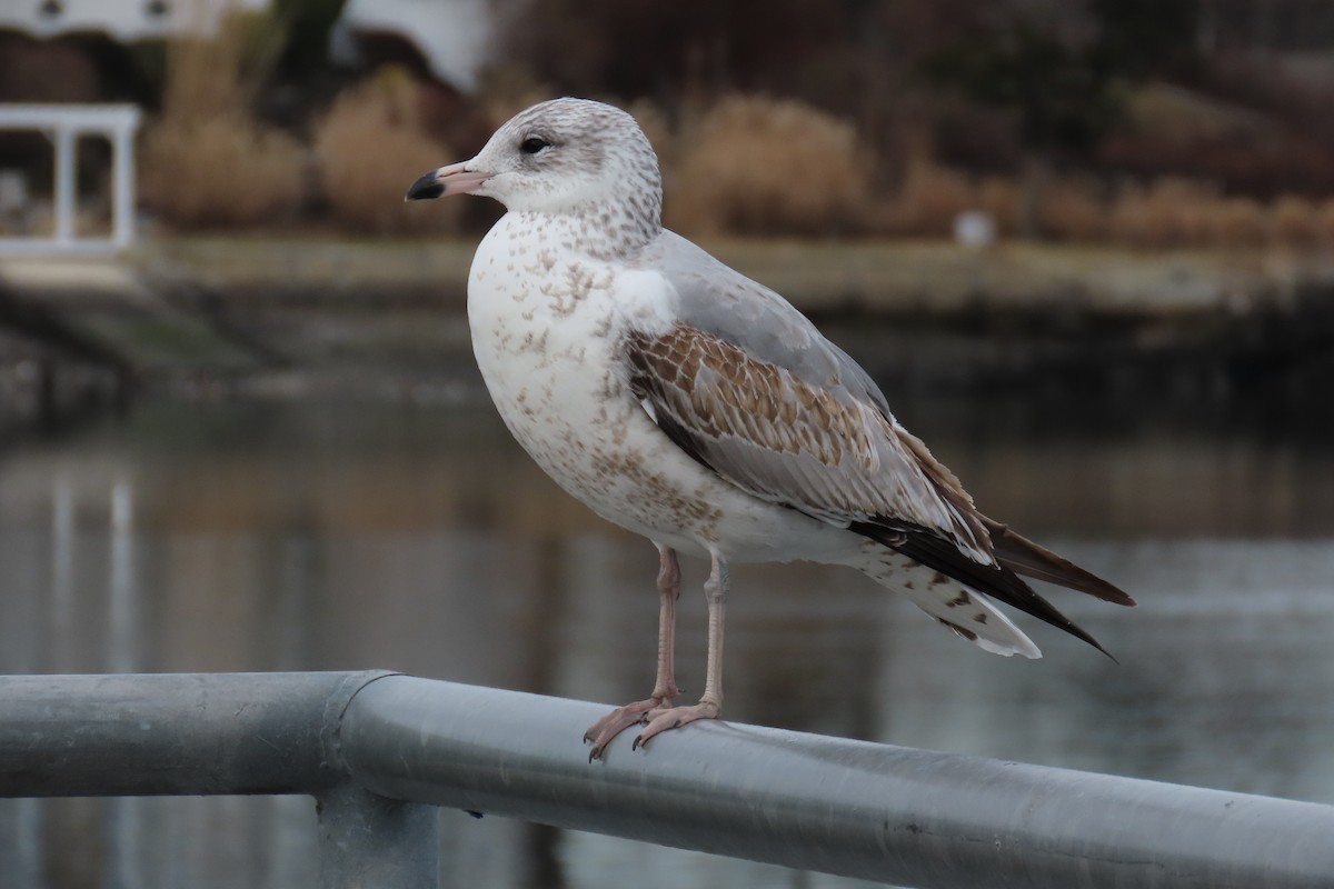 Ring-billed Gull - ML522681721