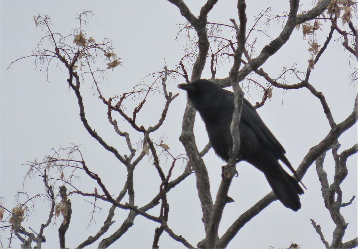 Fish Crow - Oliver  Komar