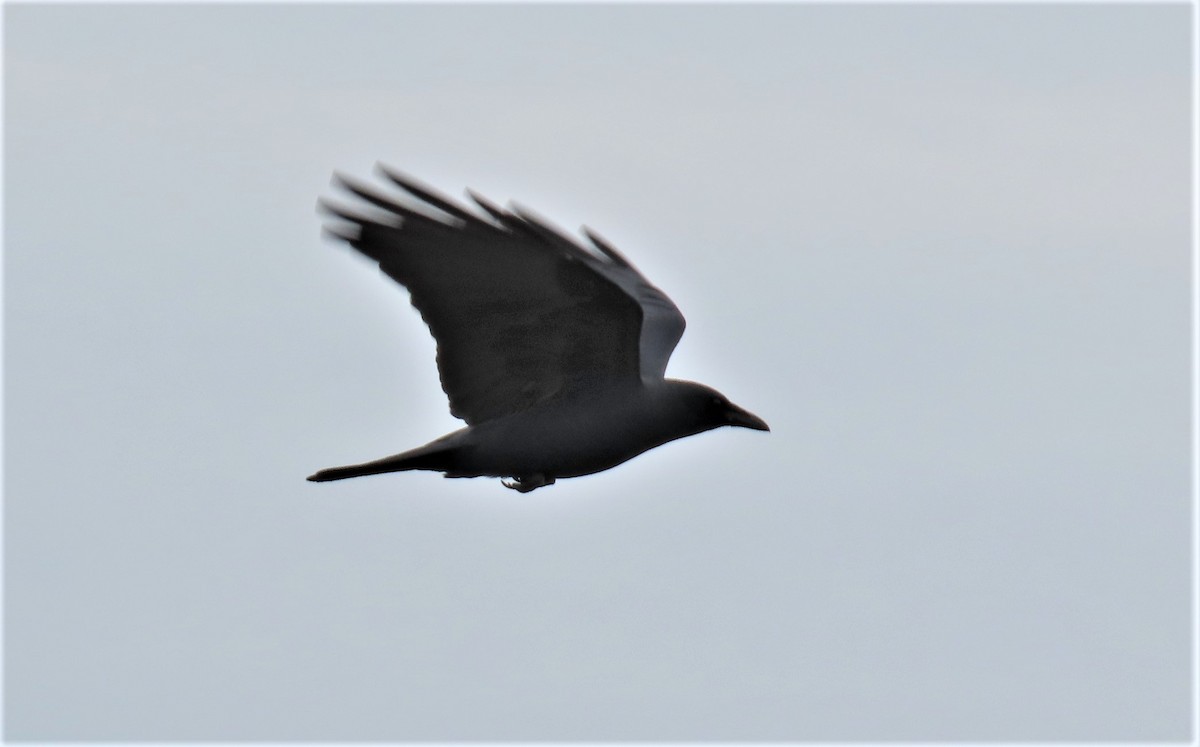 Fish Crow - ML522681981