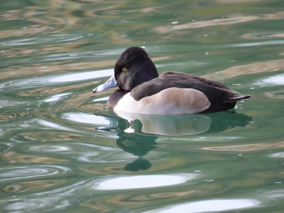 Ring-necked Duck - ML522682011