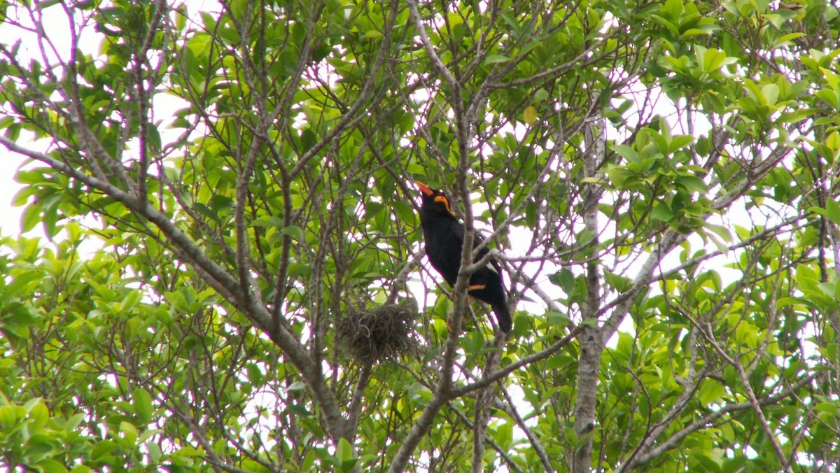 Common Hill Myna - ML522682291