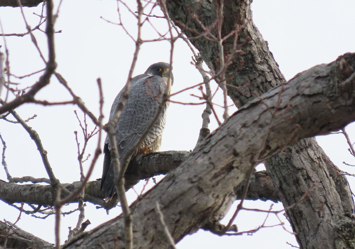 Peregrine Falcon - ML522682601