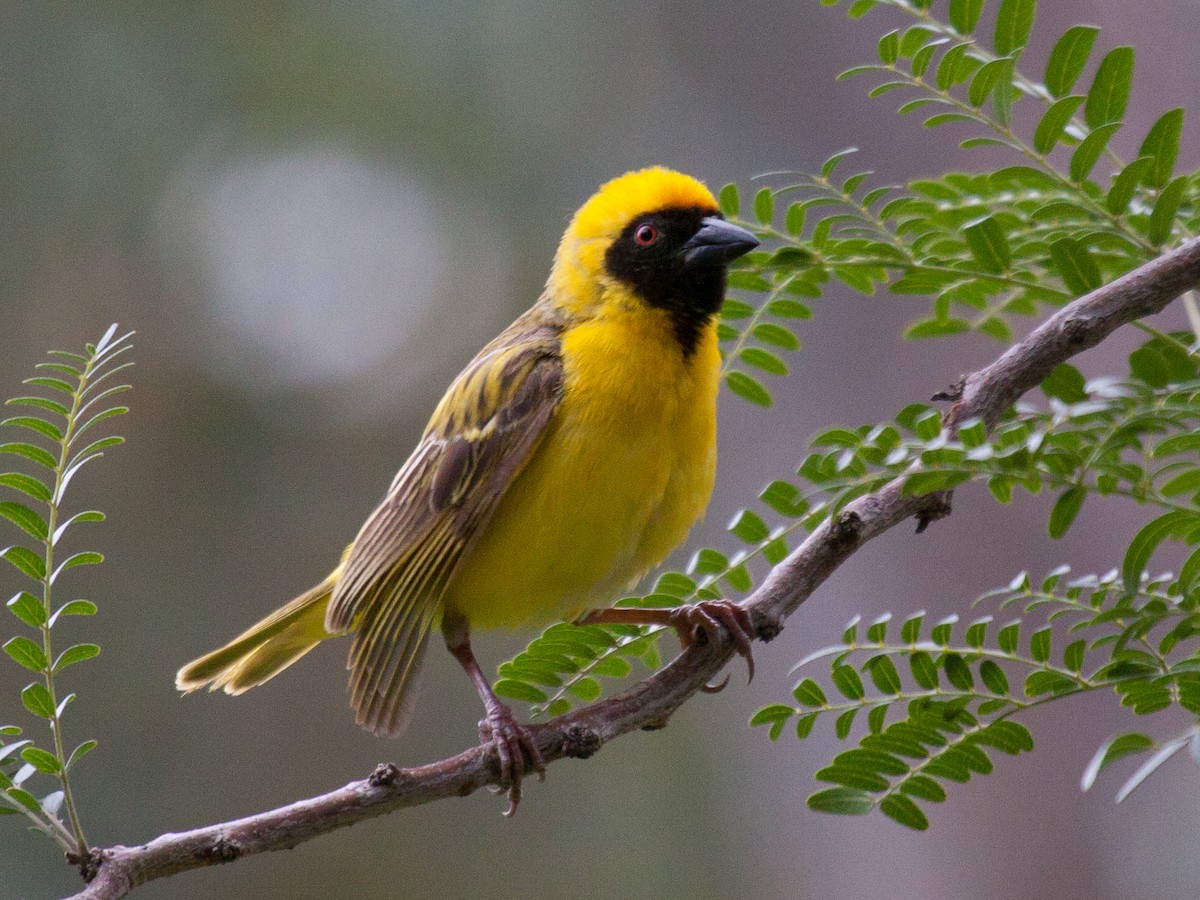 Southern Masked-Weaver - ML52268291