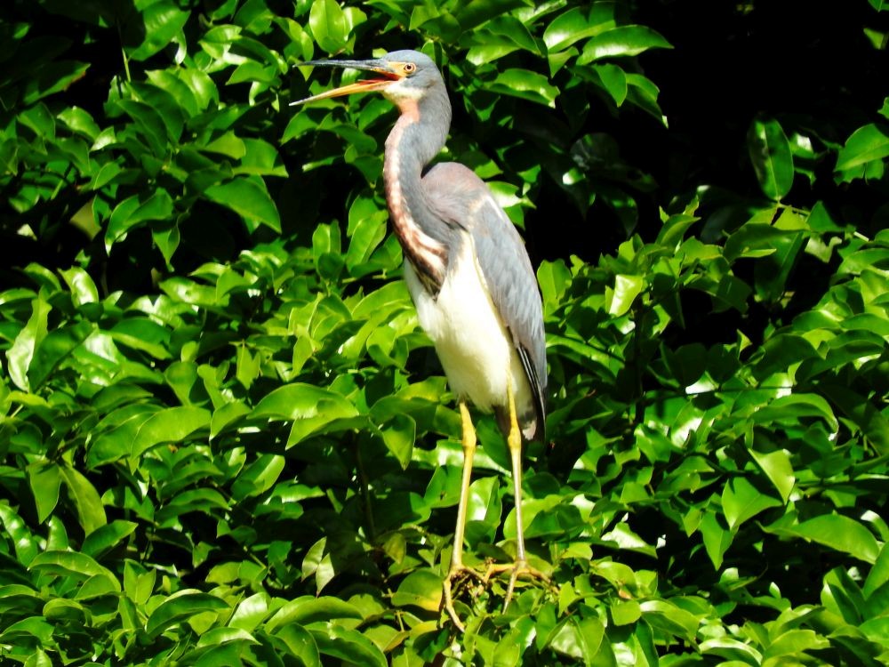 Tricolored Heron - ML522683131