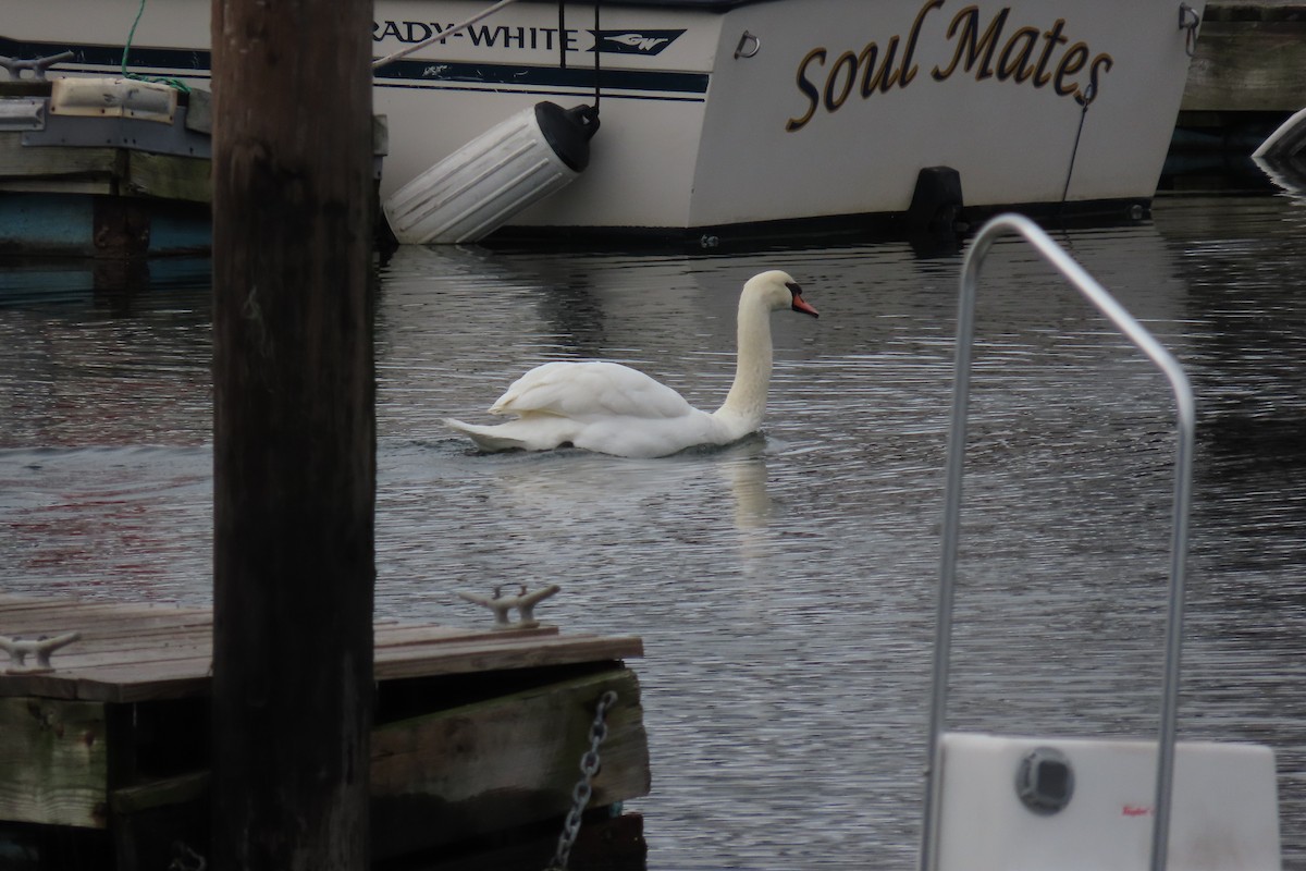 Mute Swan - ML522683401