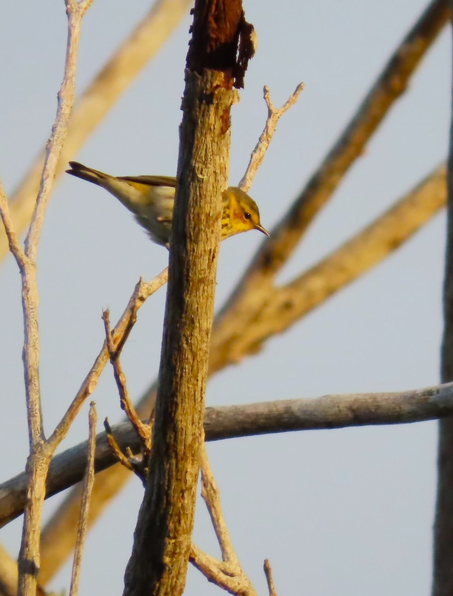 Cape May Warbler - Jes Christian Bech