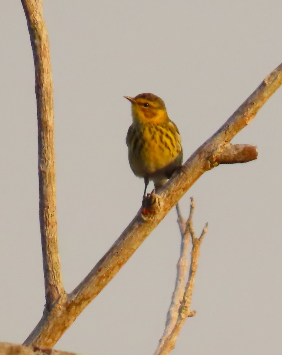 Cape May Warbler - Jes Christian Bech