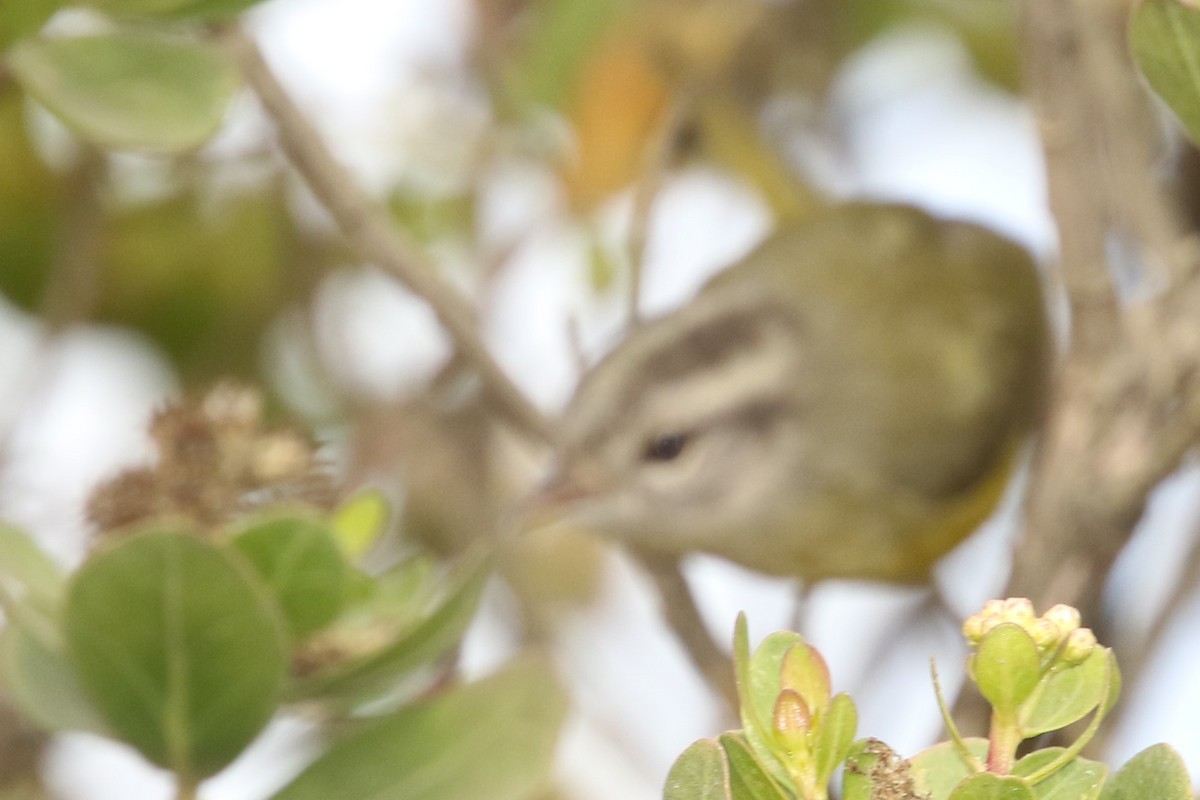 Three-banded Warbler - ML522684731