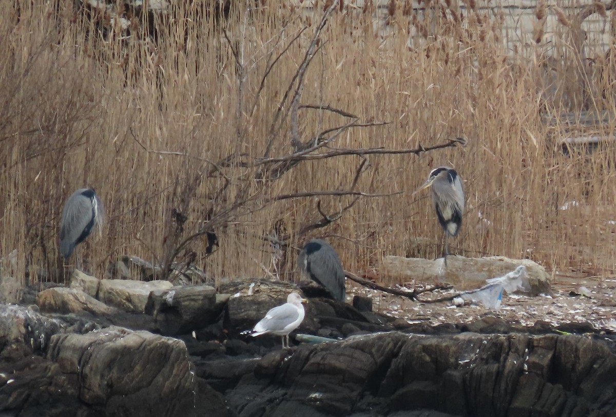 Great Blue Heron - ML522684981