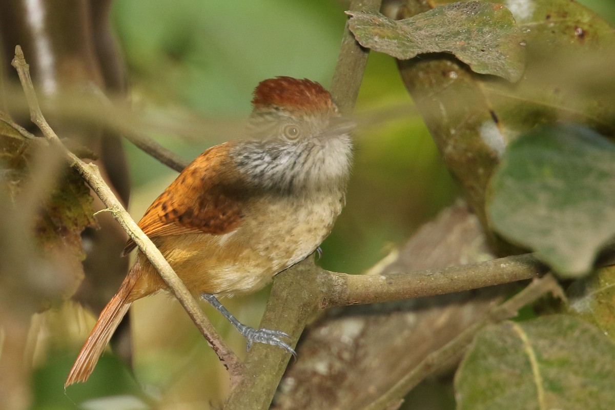 Chapman's Antshrike - Jun Tsuchiya