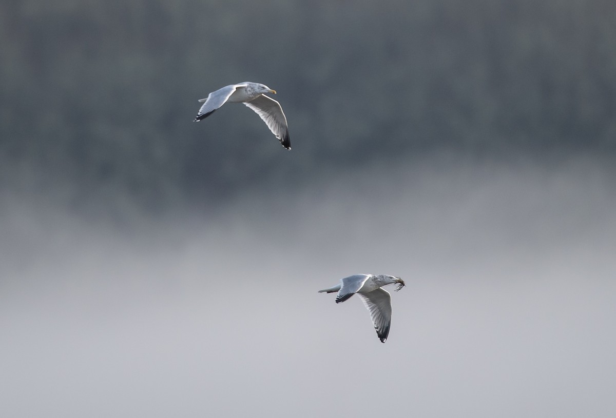 California Gull - Anthony Grover