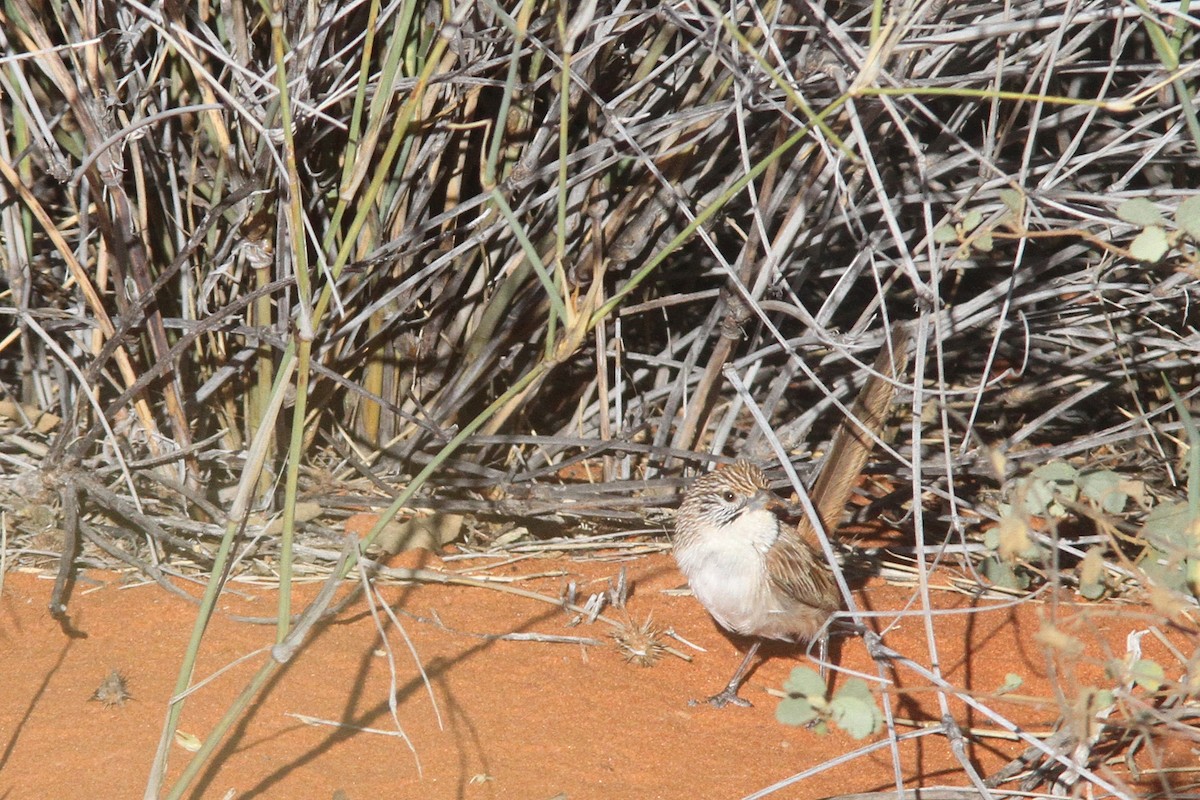 Eyrean Grasswren - ML522686601