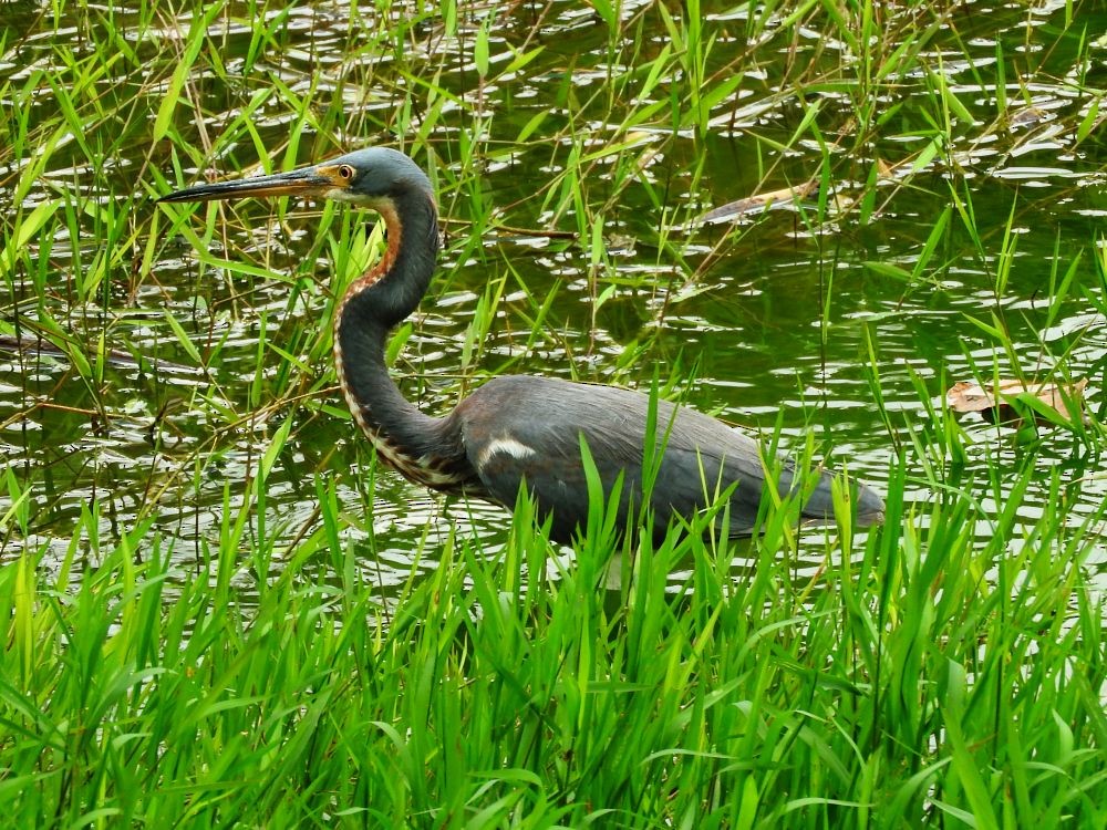 Tricolored Heron - ML522686711